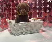 AKC Sarge, a male Labrador Retriever for sale in Elgin, SC – Photo 1 of 3