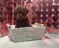 AKC Sarge, a male Labrador Retriever for sale in Elgin, SC – Photo 2 of 3