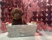 AKC Sarge, a male Labrador Retriever for sale in Elgin, SC – Photo 3 of 3