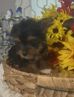 LIttle Harley, a male Yorkshire Terrier for sale in Elgin, SC – 5 of 5