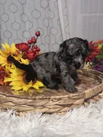 Molly, a female Poodle - Miniature  for sale in Elgin, SC – 8 of 9