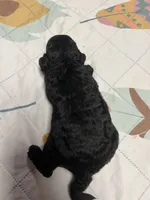 Dodge, a male Poodle - Miniature  for sale in Elgin, SC – 2 of 2
