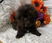Fancy.  , a female Shih Tzu for sale in Elgin, SC – 4 of 4