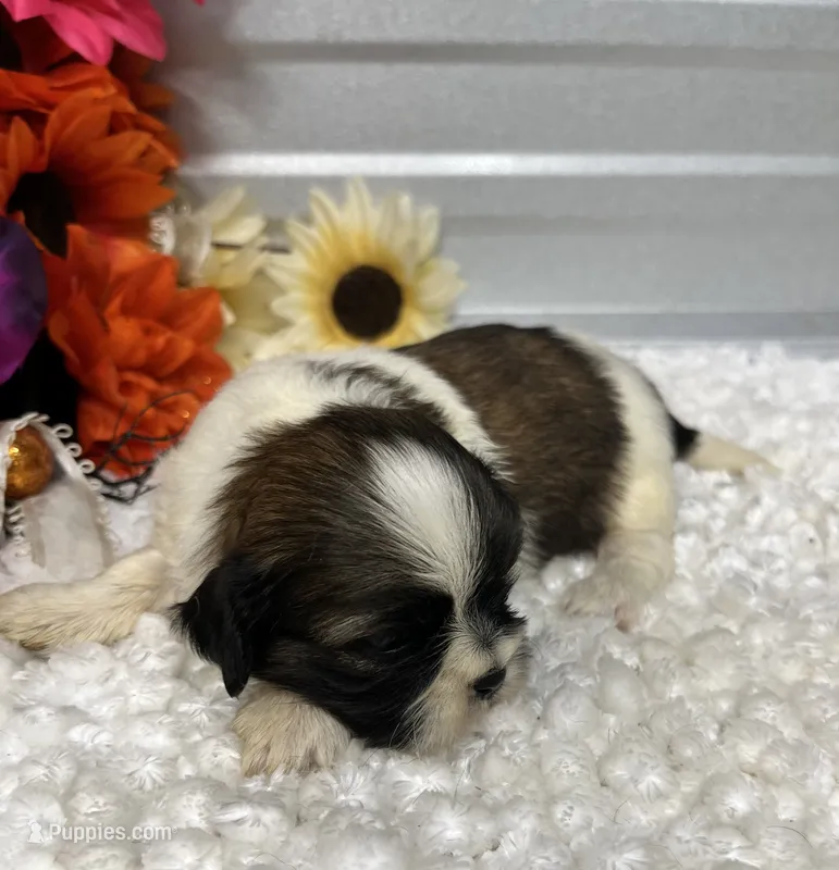 Taffy – Shih Tzu puppy for sale in Elgin, SC