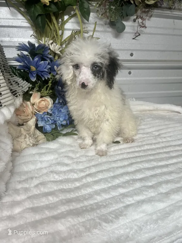 Akc Merlin  blue eyes