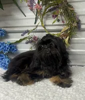 Bentley, a male Shih Tzu for sale in Elgin, SC – 5 of 7