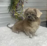 Knuckles, a male Shih Tzu for sale in Elgin, SC – 4 of 6