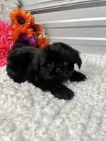 Princess, a female Shih Tzu for sale in Elgin, SC – 3 of 4