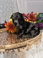 Molly, a female Poodle - Miniature  for sale in Elgin, SC – 3 of 9