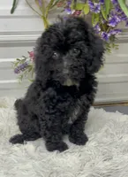 Maci Lynn, a female Poodle - Miniature  for sale in Elgin, SC – 6 of 7