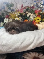 AKC Pops, a male Shih Tzu for sale in Elgin, SC – Photo 6 of 6