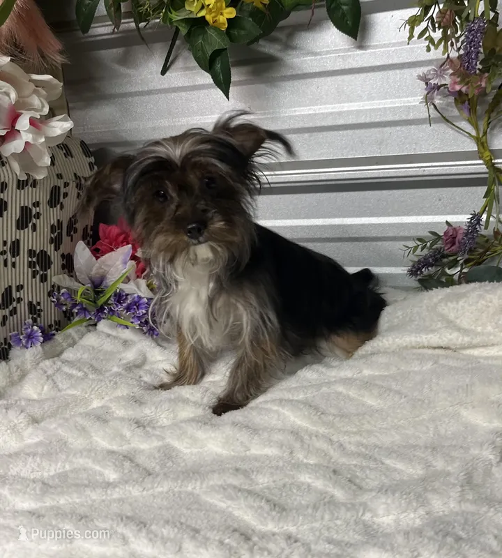 AKC Poppy Teacup – Yorkshire Terrier puppy for sale in Elgin, SC