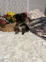 AKC Maci Teacup, a female Yorkshire Terrier for sale in Elgin, SC – Photo 1 of 4