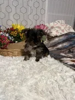 AKC Maci Teacup, a female Yorkshire Terrier for sale in Elgin, SC – Photo 4 of 4