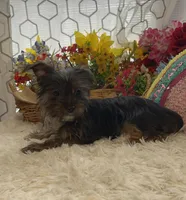 AKC Poppy Teacup, a female Yorkshire Terrier for sale in Elgin, SC – Photo 5 of 10