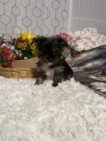 AKC Maci Teacup, a female Yorkshire Terrier for sale in Elgin, SC – Photo 3 of 4