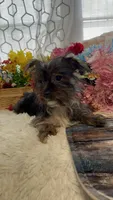 AKC Poppy Teacup, a female Yorkshire Terrier for sale in Elgin, SC – Photo 6 of 10