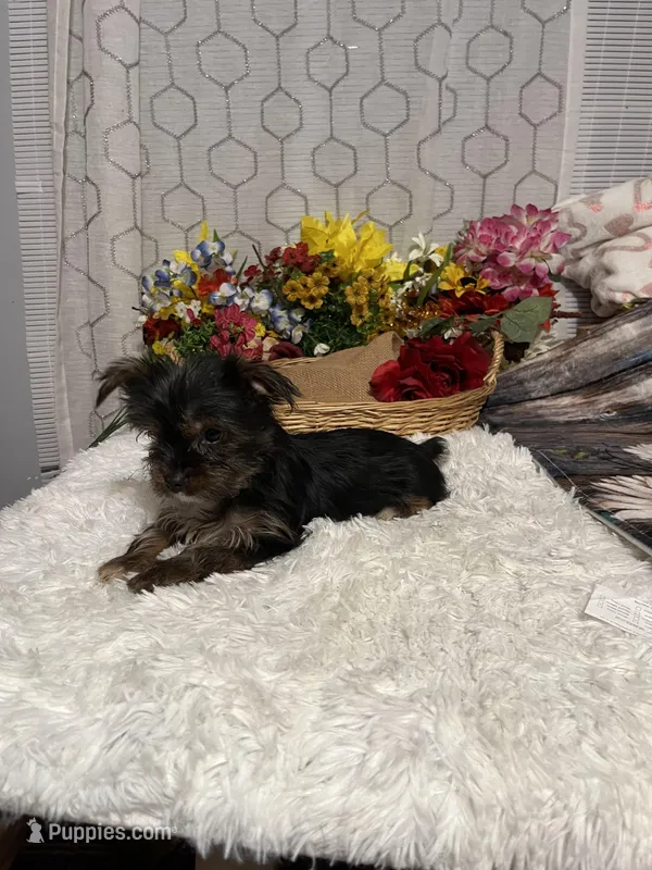 AKC Poppy Teacup – Yorkshire Terrier puppy for sale in Elgin, SC