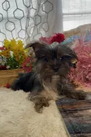 AKC Poppy Teacup, a female Yorkshire Terrier for sale in Elgin, SC – Photo 8 of 10