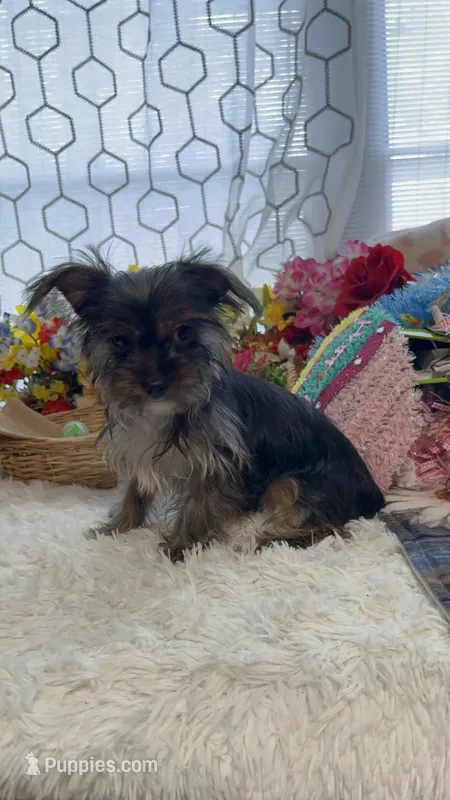 AKC Poppy Teacup – Yorkshire Terrier puppy for sale in Elgin, SC