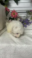 AKC Lady, a female Poodle - Toy  for sale in Elgin, SC – Photo 3 of 3