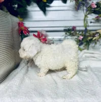 AKC Lady, a female Poodle - Toy  for sale in Elgin, SC – Photo 2 of 3