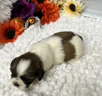 Coffee, a female Shih Tzu for sale in Elgin, SC – 5 of 5