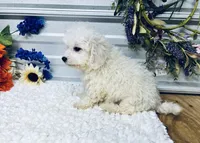 Frankie, a male Poodle - Miniature  for sale in Elgin, SC – 4 of 7