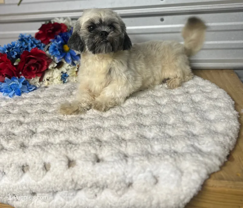 Trooper  – Shih Tzu puppy for sale in Elgin, SC