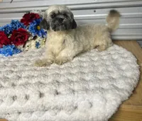 Trooper , a male Shih Tzu for sale in Elgin, SC – 1 of 1