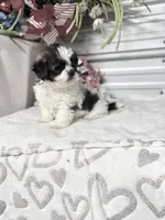 AKC Poppy mini, a female Shih Tzu for sale in Elgin, SC – Photo 2 of 4