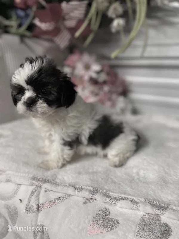 AKC Poppy mini