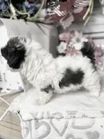 AKC Poppy mini, a female Shih Tzu for sale in Elgin, SC – Photo 4 of 4