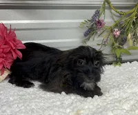 Ebony, a female Yorkshire Terrier and Poodle - Toy  for sale in Elgin, SC – 2 of 8