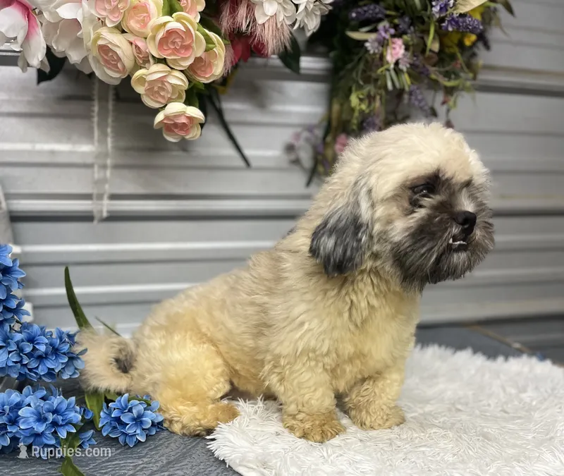 Trooper  – Shih Tzu puppy for sale in Elgin, SC