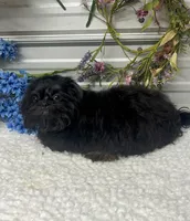 Duke, a male Shih Tzu for sale in Elgin, SC – 5 of 5