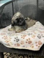 AKC Trooper, a male Shih Tzu for sale in Elgin, SC – Photo 2 of 5