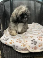 AKC Trooper, a male Shih Tzu for sale in Elgin, SC – Photo 3 of 5
