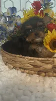 LIttle Harley, a male Yorkshire Terrier for sale in Elgin, SC – 4 of 5