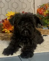 Lucy, a female Yorkipoo for sale in Elgin, SC – 4 of 4