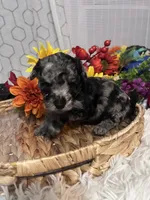 Molly, a female Poodle - Miniature  for sale in Elgin, SC – 5 of 9
