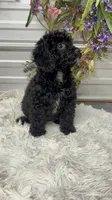 Maci Lynn, a female Poodle - Miniature  for sale in Elgin, SC – 7 of 7