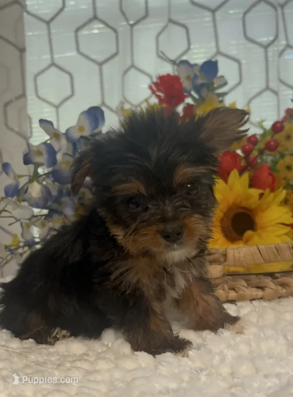 LIttle Harley – Yorkshire Terrier puppy for sale in Elgin, SC
