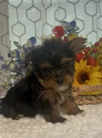 LIttle Harley, a male Yorkshire Terrier for sale in Elgin, SC – 1 of 5