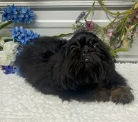 Duke, a male Shih Tzu for sale in Elgin, SC – 2 of 5