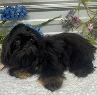 Bentley, a male Shih Tzu for sale in Elgin, SC – 3 of 7