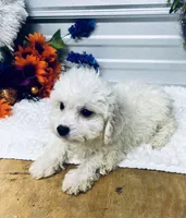 Frankie, a male Poodle - Miniature  for sale in Elgin, SC – 2 of 7