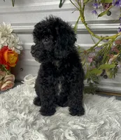 Maci Lynn, a female Poodle - Miniature  for sale in Elgin, SC – 3 of 7