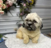 Trooper , a male Shih Tzu for sale in Elgin, SC – 3 of 6
