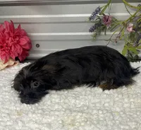 Ebony, a female Yorkshire Terrier and Poodle - Toy  for sale in Elgin, SC – 5 of 8